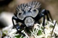 /album/coleoptera/scotobius-miliaris-2-jpg/